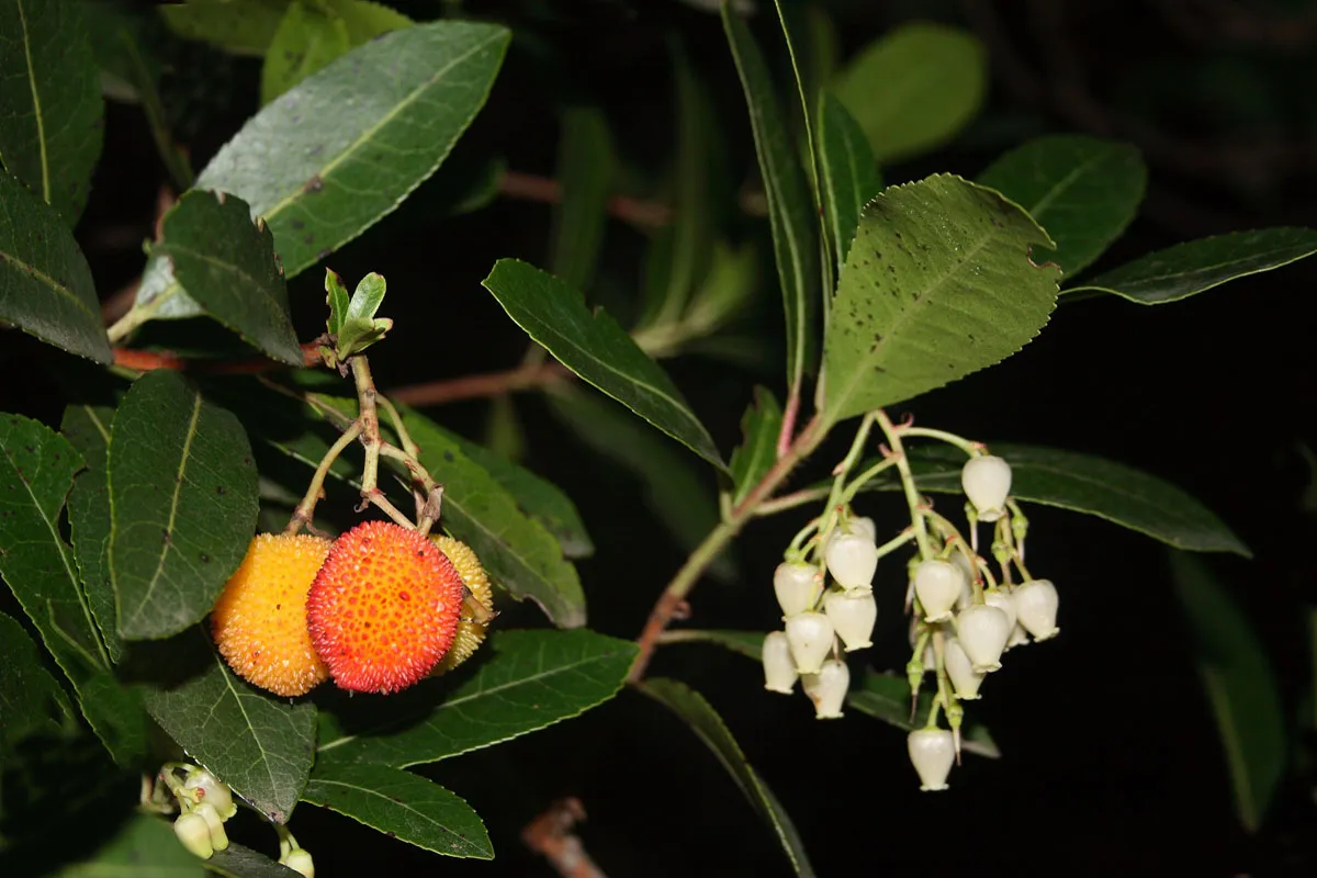 ¿Cuáles son las características del madroño? – Rumbera Fm